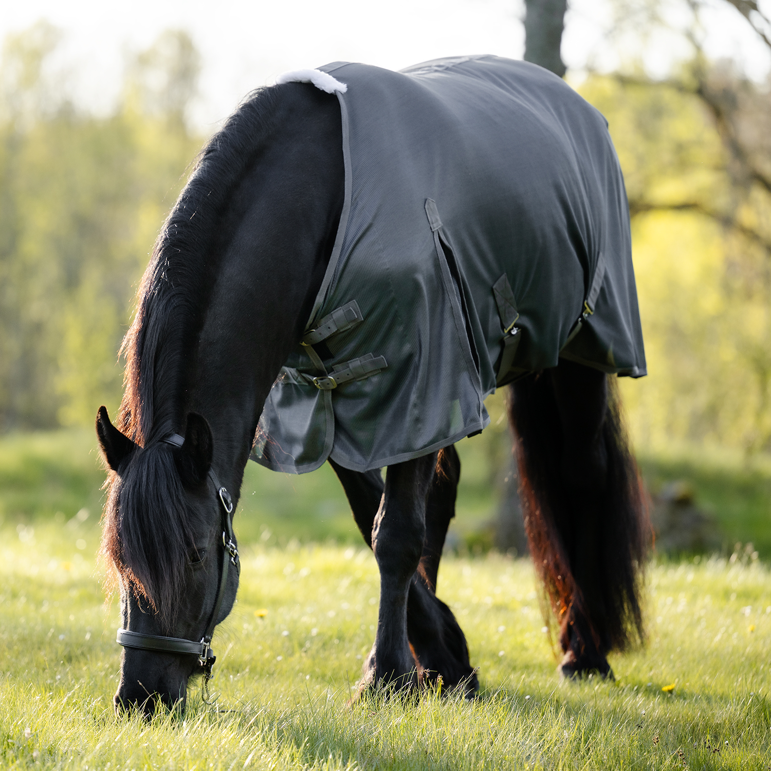 f&aring; bort insekter och flugor fr&aring;n h&auml;st