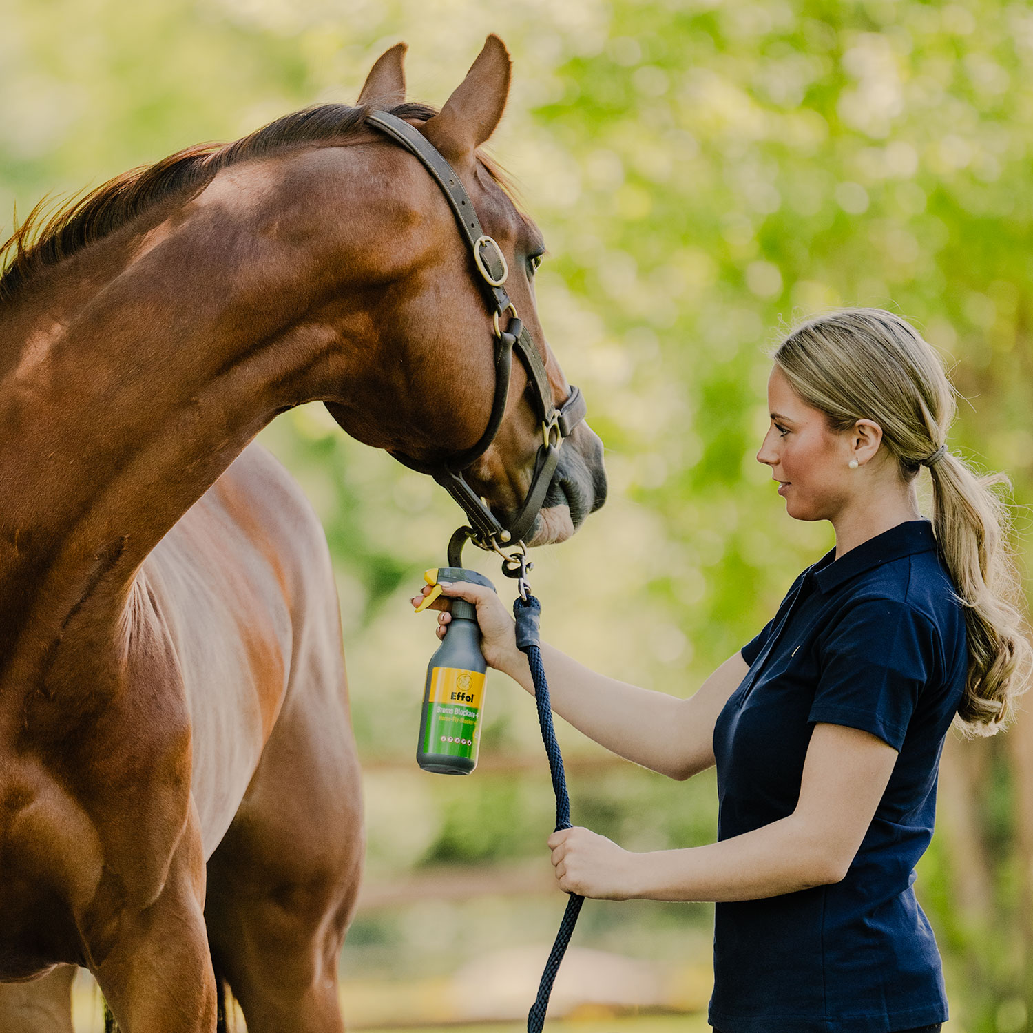 f&aring; bort insekter och flugor fr&aring;n h&auml;st