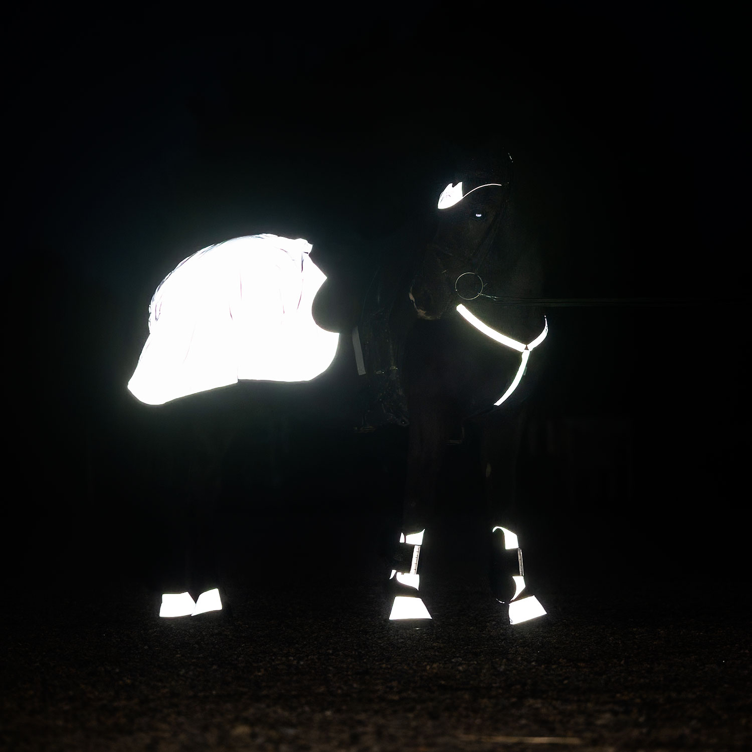 vad beh&ouml;ver jag n&auml;r jag ska b&ouml;rja rida