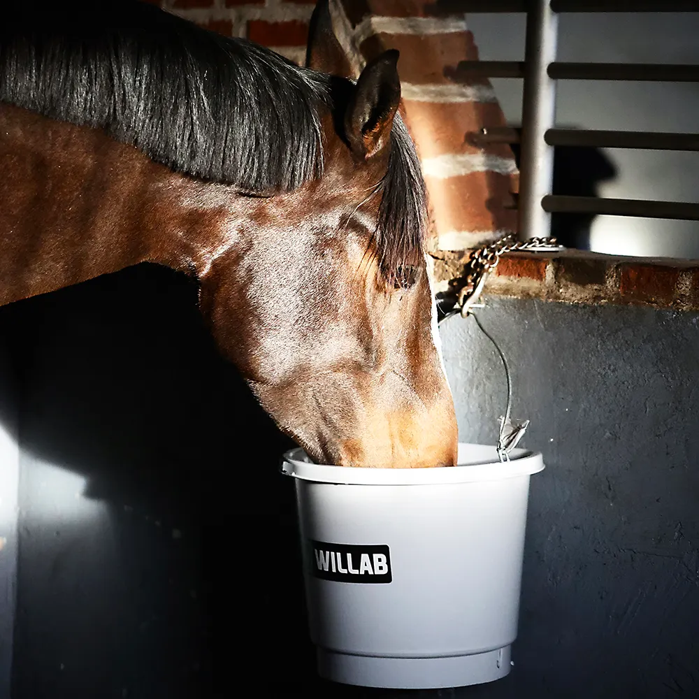 g&ouml;r h&auml;sten fin inf&ouml;r t&auml;vling