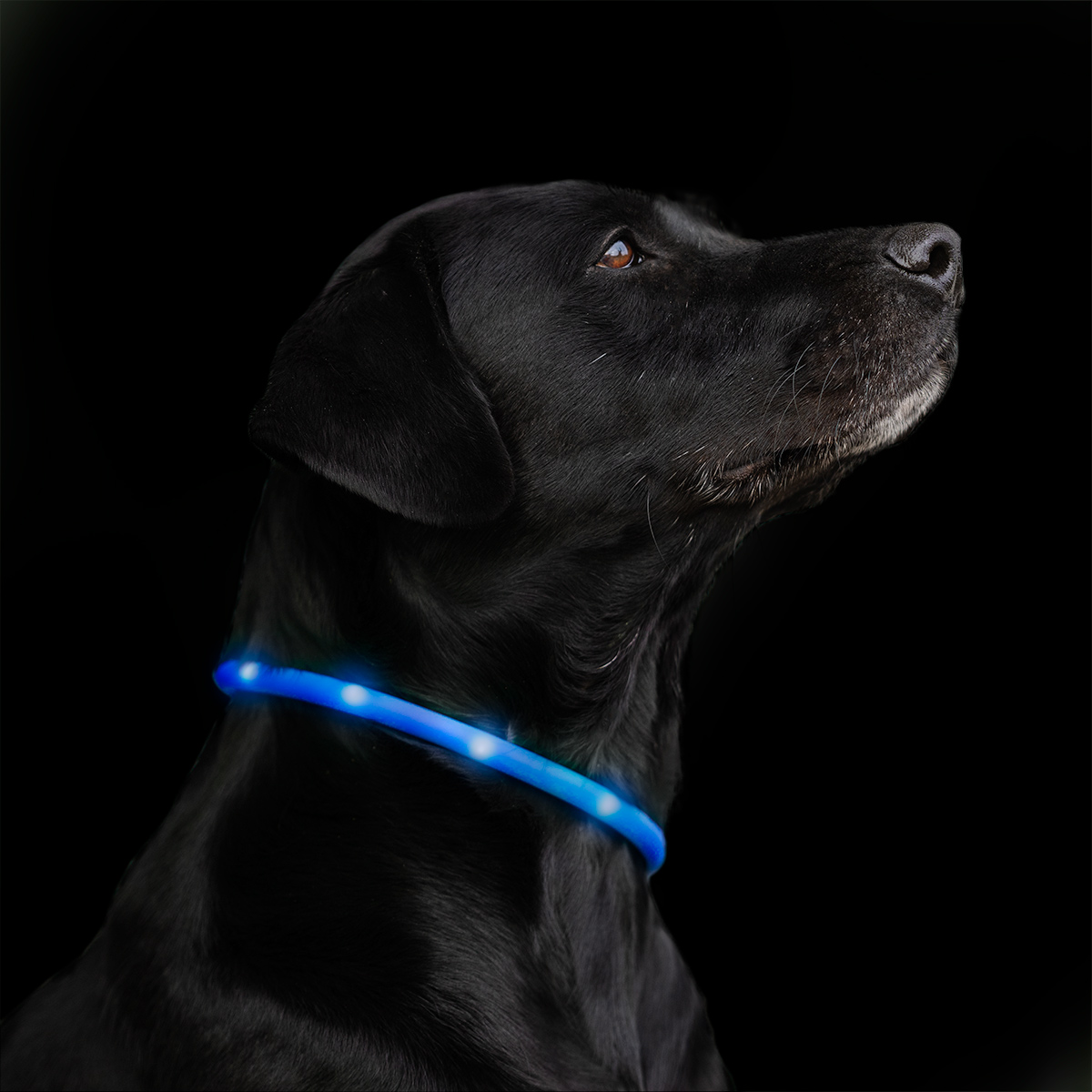 LED-Ring Hund Notice | Börjes Hästsport