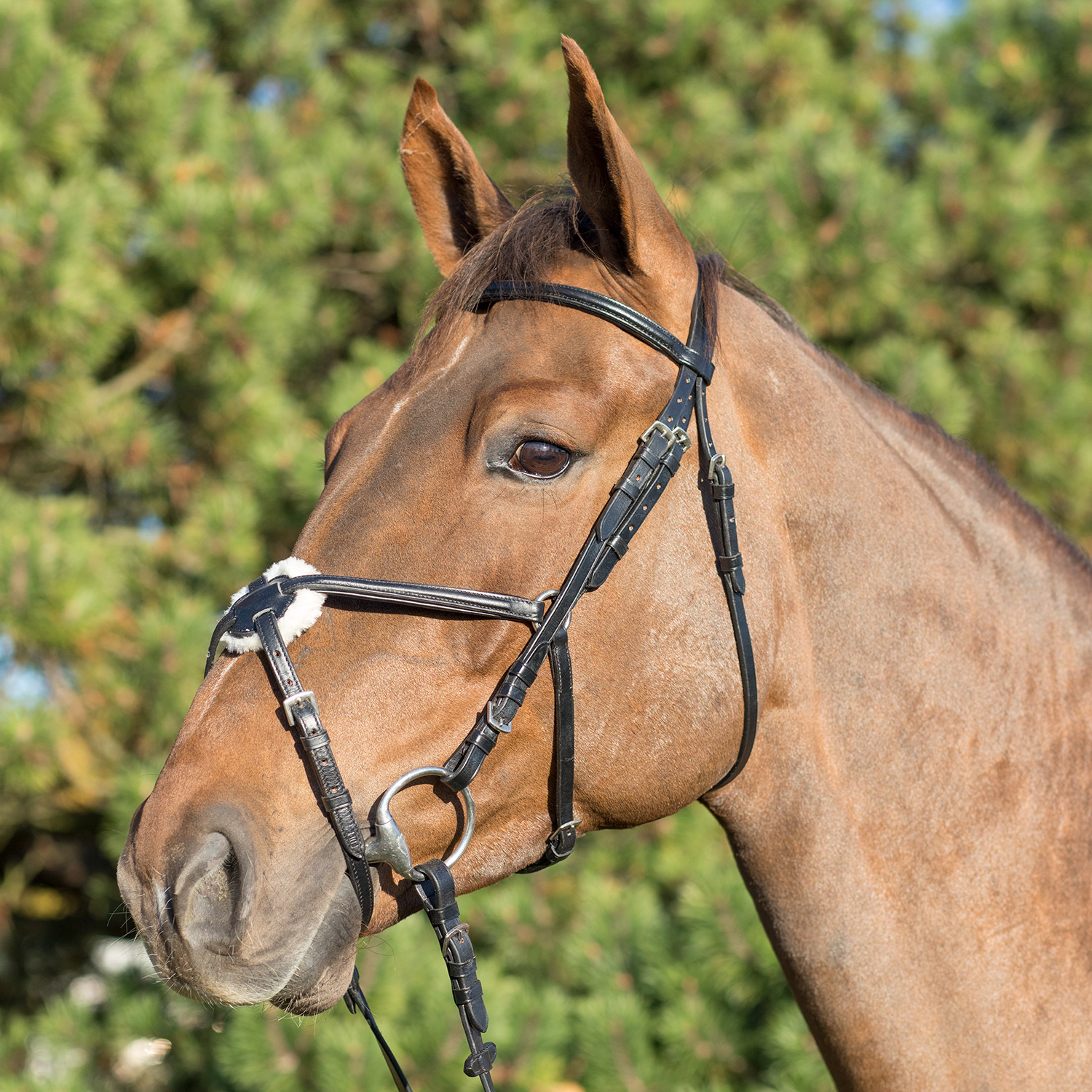 Katta osilgan kokrak video