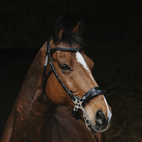 Träns Hackamore Norton