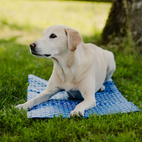 Kyldyna Active Canis 40 x 50 cm
