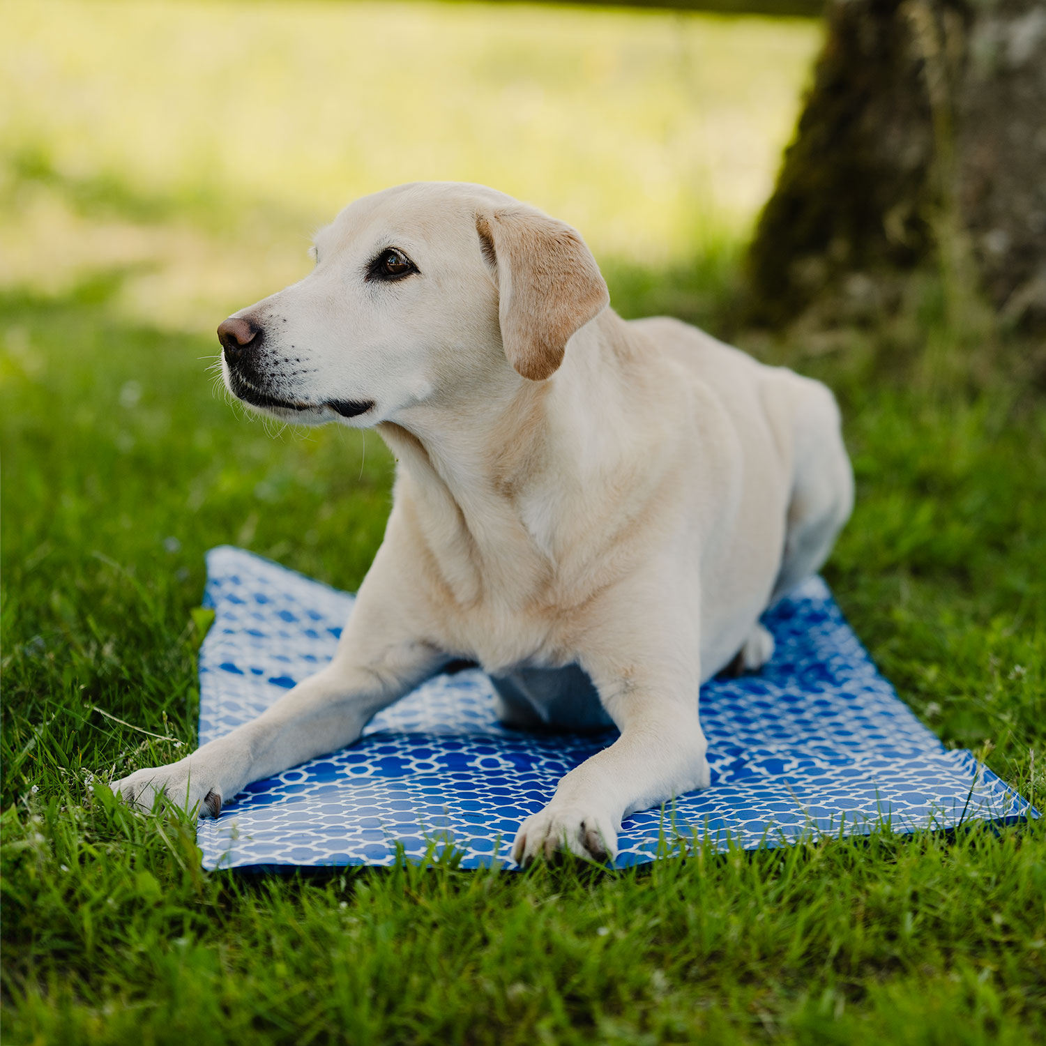 Kyldyna active canis 50 x 90 cm