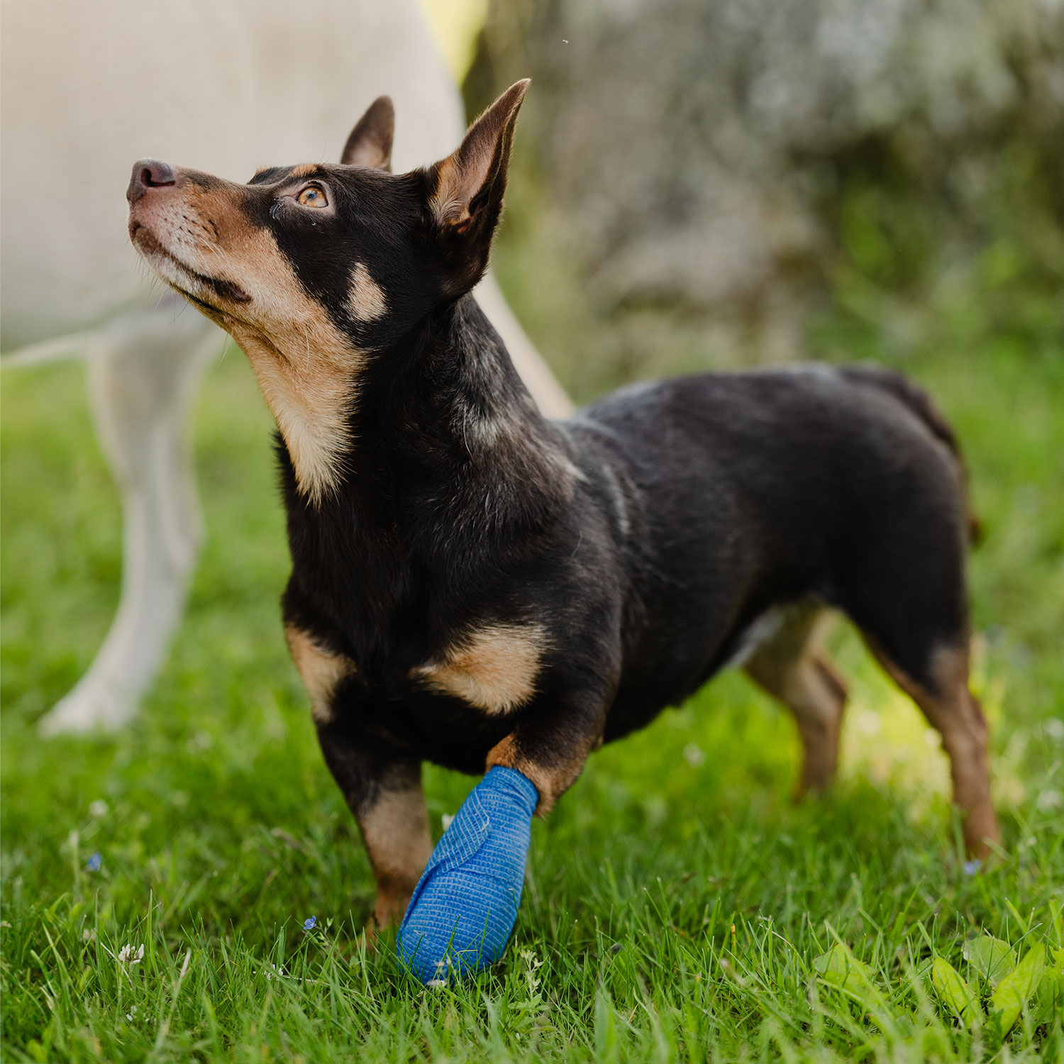 Benlinda Vet Quick Rip, 10 cm
