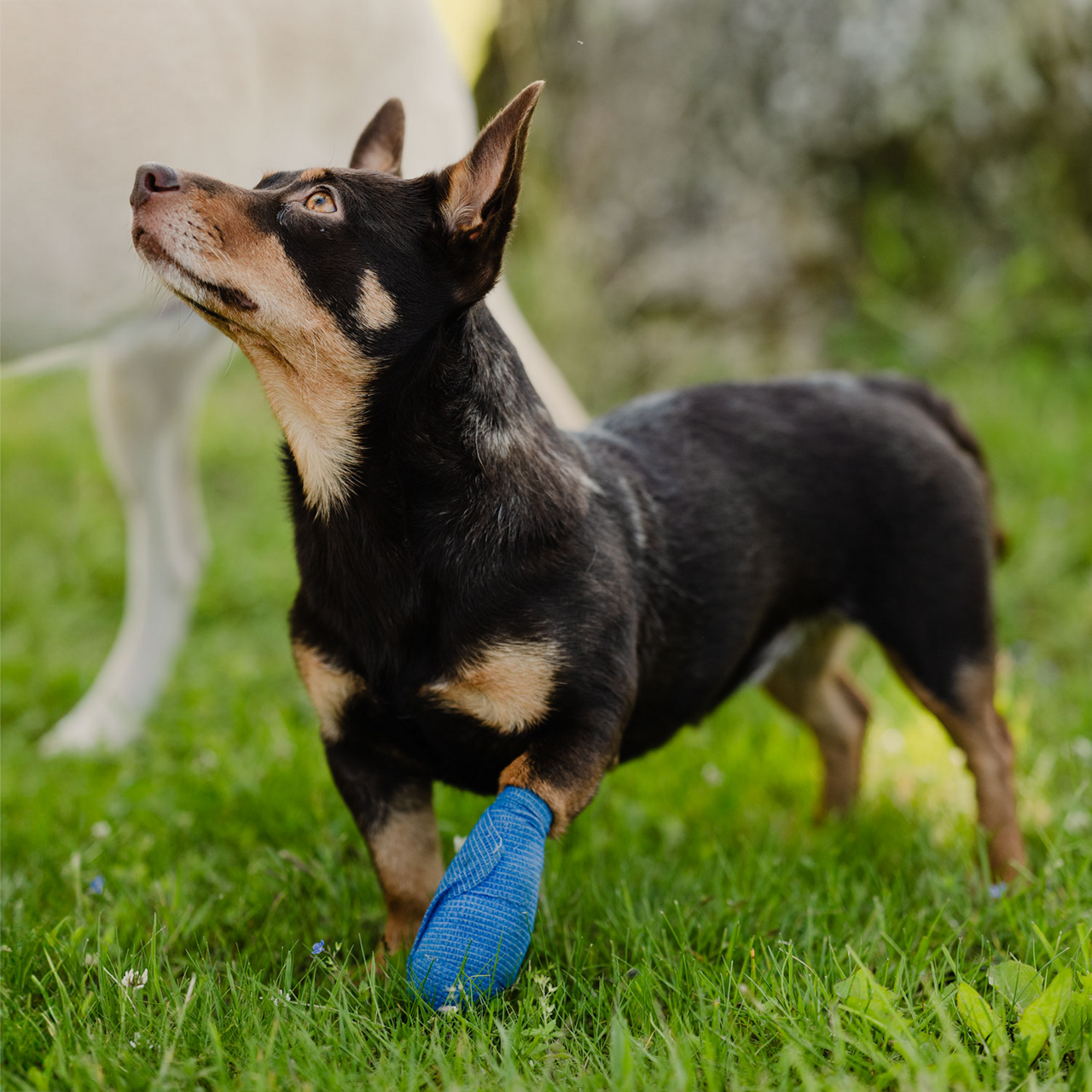 Benlinda Vet Quick Rip, 10 cm