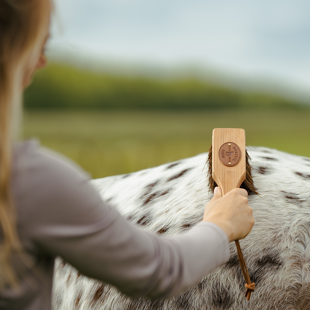 Borste Islänningen Bassine borstiq