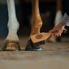 Borste Islänningen Bassine borstiq