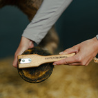 Hovkrats m. Bassine borste borstiq