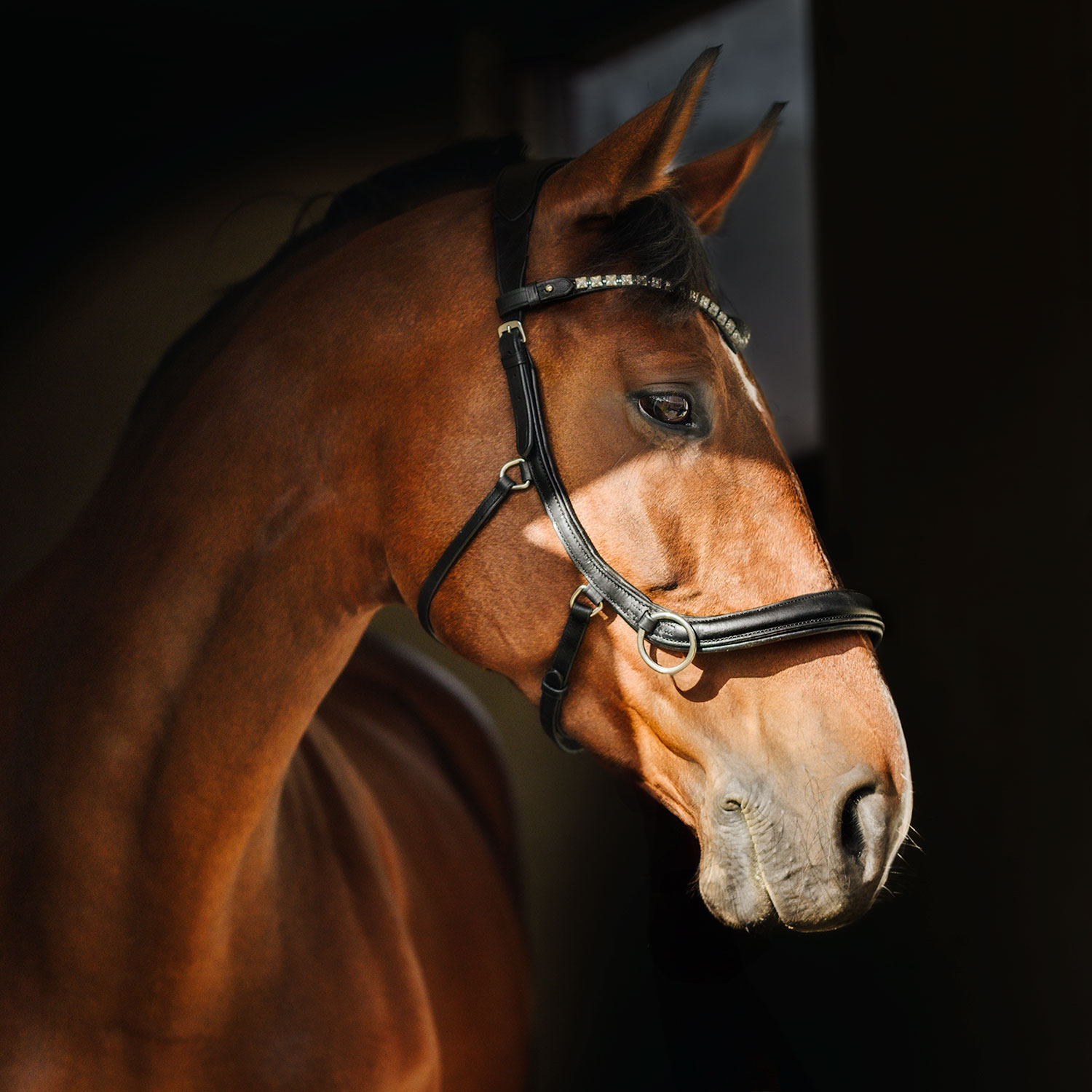 Bettlöst Träns Glam