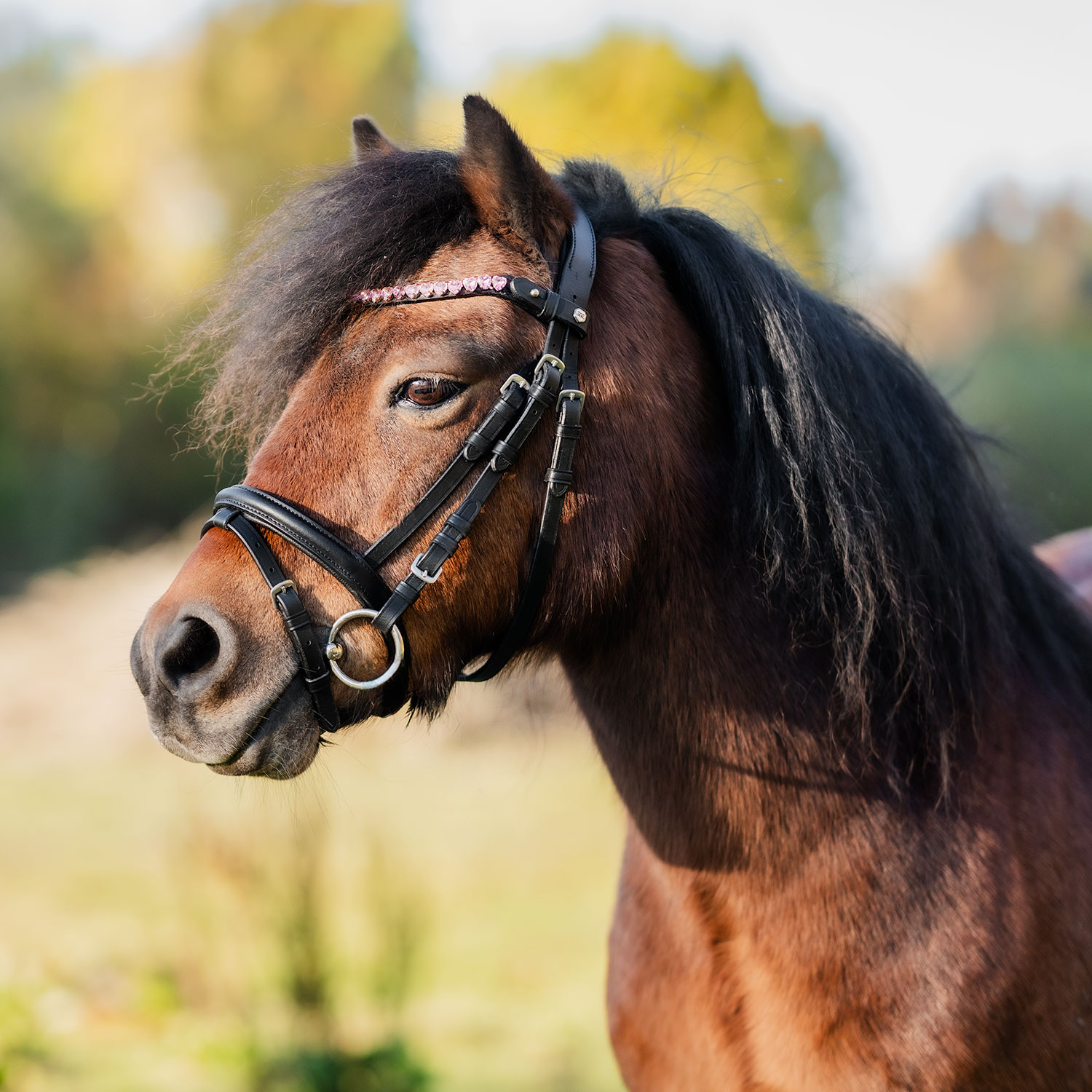 Ponnyträns Tingeling