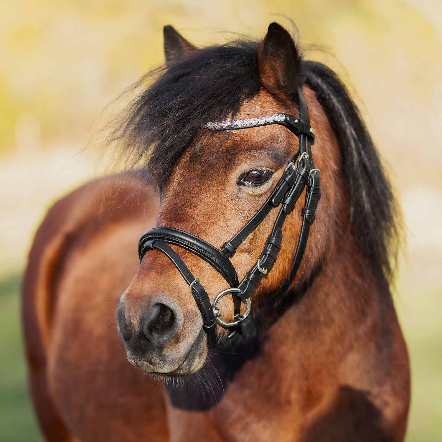 Ponnyträns Tingeling
