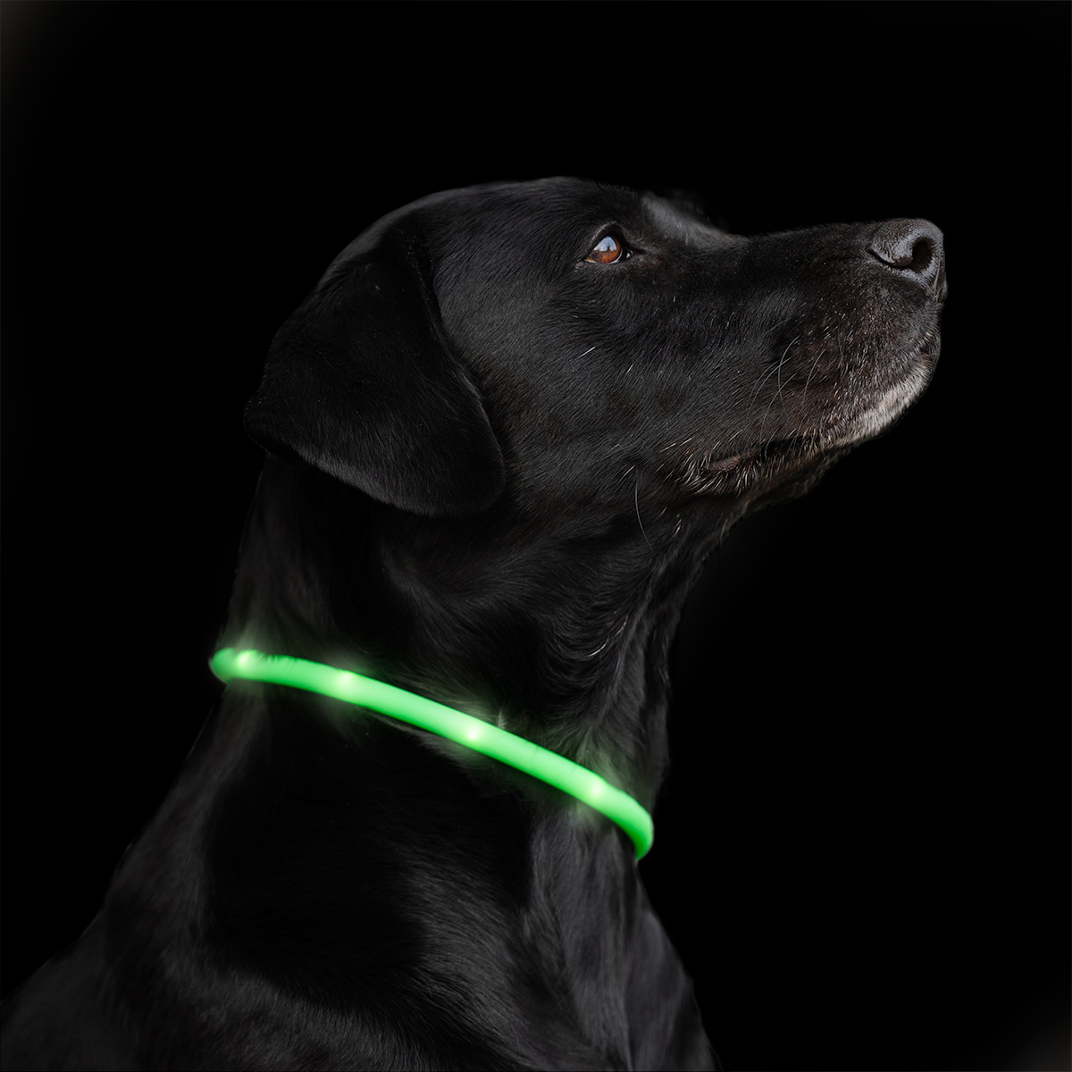 LED-Ring Hund Notice