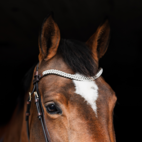 Pannband Duchess