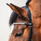 Bettlöst Träns Glam