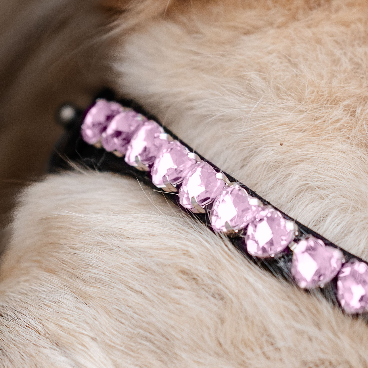 Ponnyträns Tingeling