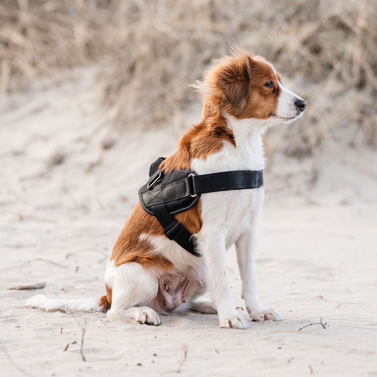 Hundsele Therapy Infra