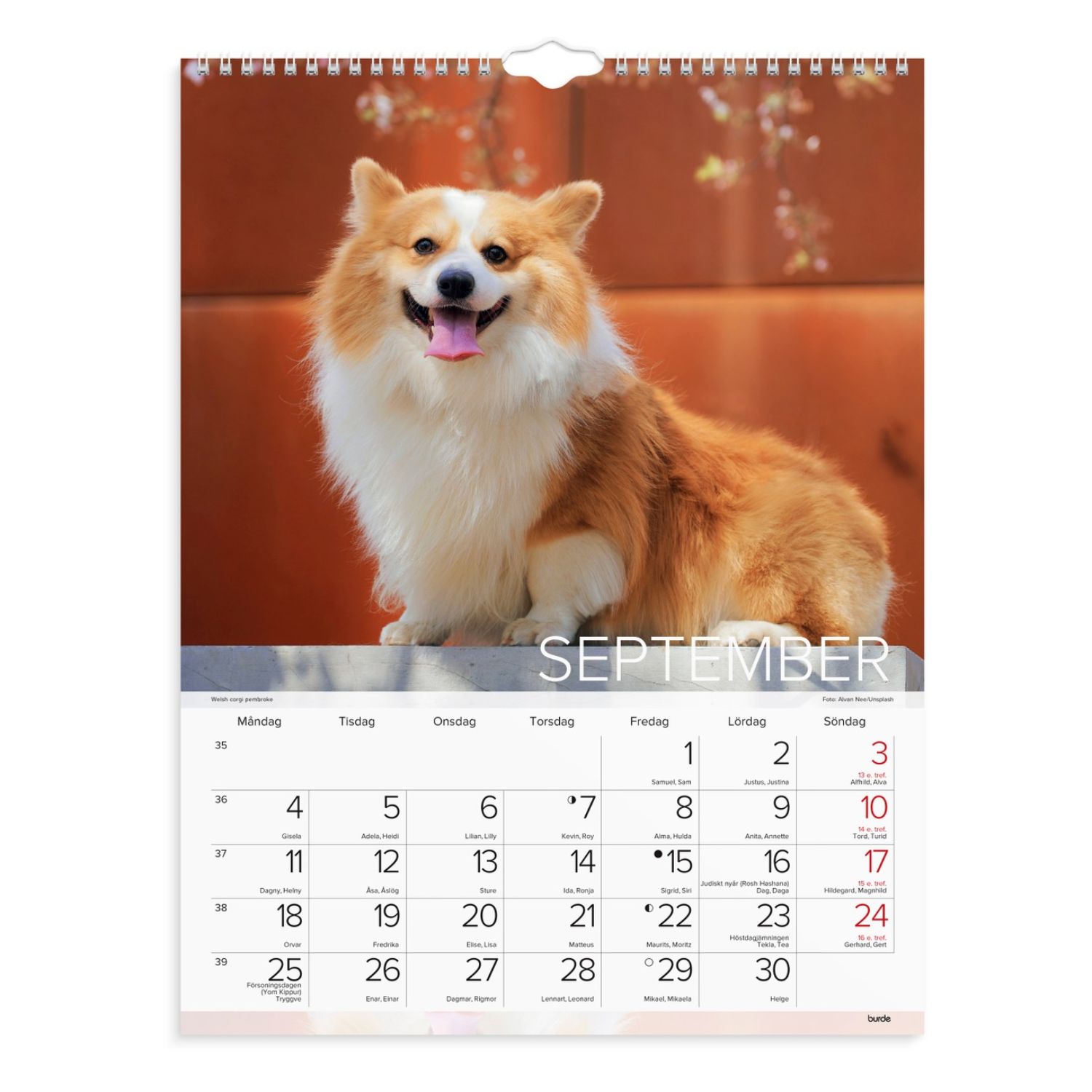 Hundkalender 2023 stor